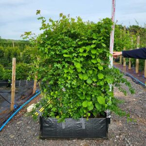 Mixed Native Hedging Troughs 120-140cm (3'11"-4'6")