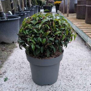 Portugal Laurel Topiary Ball 35cm diameter