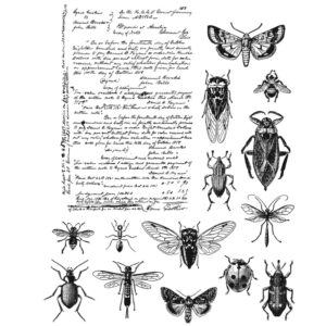 Art Gone Wild Entomology