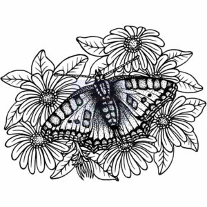 Photocentric Sue Dix Tortoiseshell Butterfly On Michaelmas Daisies