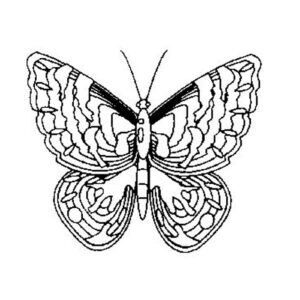 Small Butterfly