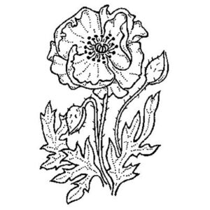 Simple Poppy