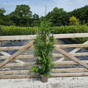 Thuja plicata  140-160cm (4&apos;7"-5&apos;3")