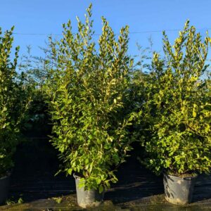 Griselinia littoralis 220-245cm (7&apos;0"-8&apos;0")