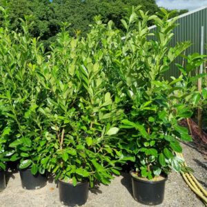 Laurel Hedging Plants 200-220cm (6&apos;6"-7&apos;3")