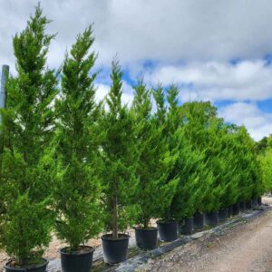Leylandii  400-425cm (~13&apos;0")