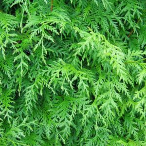 Thuja plicata (Western Red Cedar) 160-180cm (5&apos;3"-5&apos;11")