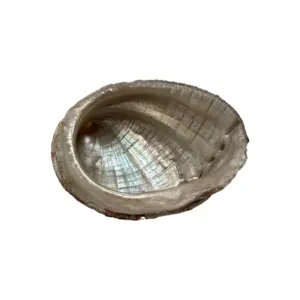 Pretty Abalone Shell - Ethically Sourced Decor and Smudging 5-8cm