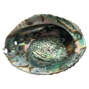 Pretty Abalone Shell - Ethically Sourced Decor and Smudging 15cm