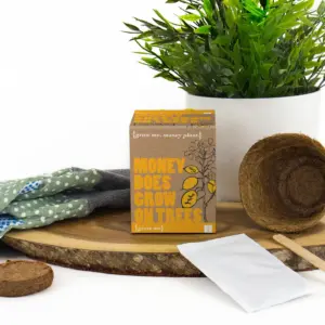 Money Plant Kit - Grow Your Own Money Plants at Home