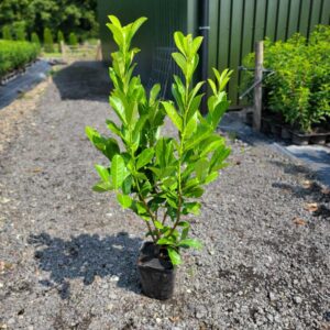 Laurel Hedging Plants 100-120cm (3'3"-3'11")