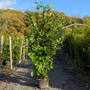 Laurel Hedging Plants 220-240cm (7&apos;3"-7&apos;10")