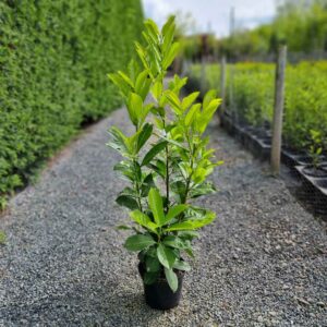 Laurel Hedging Plants 80-100cm (2&apos;7"-3&apos;3")