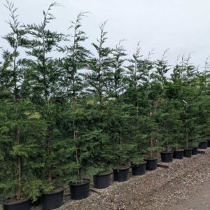 Leylandii  Green | 300-325cm | 10ft tall | 25 litre pots