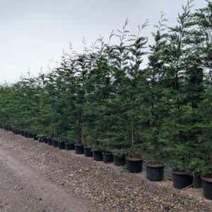 Leylandii (Green) 325-350cm (10&apos;8"-11&apos;6")