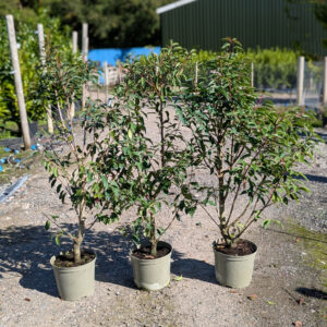 Portugal Laurel 100-120cm tall - Batch of 10 Landscape Quality