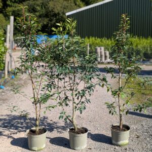 Portugal Laurel 120-140cm tall - Batch of 10 Landscape Quality