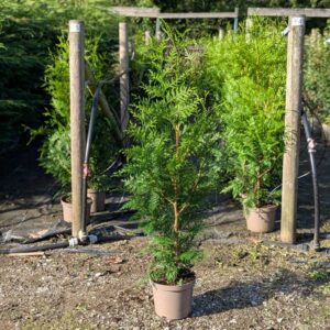 Thuja plicata 100-120cm (3'3"-4'0")