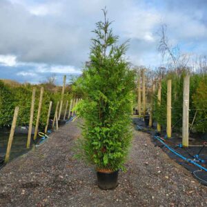 Thuja plicata  280-300cm (8&apos;10"-9&apos;4")