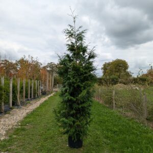 Thuja plicata (Western Red Cedar) 300-325cm (9&apos;10"-10&apos;8")