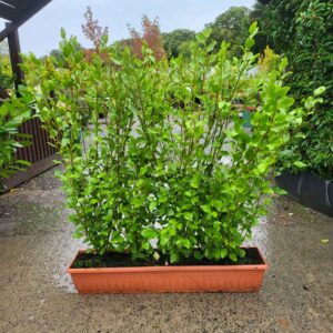 Griselinia littoralis 100-120cm tall | Instant Trough | 1 metre long