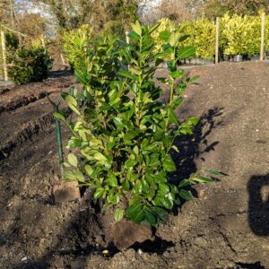Laurel Hedging Plants 100-120cm (3&apos;3"-4&apos;0") Rootballed