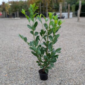 Laurel Hedging Plants 120-140cm (3&apos;11"-4&apos;7")