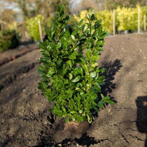 Laurel Hedging Plants 120-140cm (3&apos;11"-4&apos;7") Rootballed