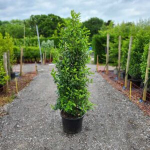 Portugal Laurel 150-180cm (5'0"-5'10") tall in 25 litre pots