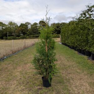 Thuja plicata 180-210cm (5'11"- 6'11")