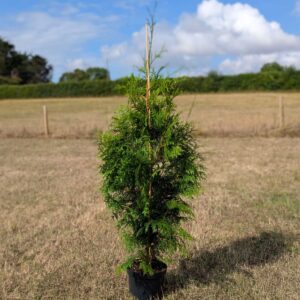Thuja plicata (Western Red Cedar) 160-180cm (5'3"-5'11")
