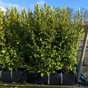 Griselinia littoralis 150-180cm (5'0"-5'10") Trough
