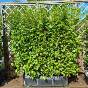 Griselinia littoralis 180-200cm tall | Instant Trough | 1 metre long