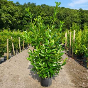 Laurel Hedging Plants 180-200cm (5'11"-6'5")