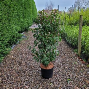 Portugal Laurel 80-100cm (2'7"-3'3")