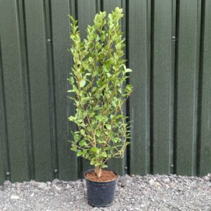 Griselinia littoralis 100-120cm (3'3"-3'11")