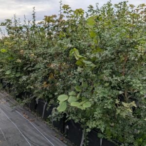 Mixed Native Hedging Trough 140-160cm (4'6"-5'3") | 100cm long