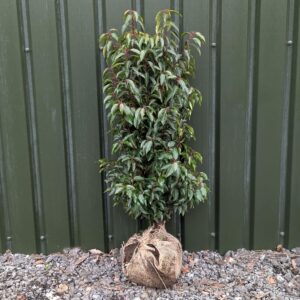 Portugal Laurel 100-120cm (3'3"-4'0")