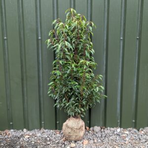 Portugal Laurel 120-140cm (3'11"- 4'7")