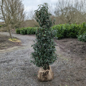 Portugal Laurel 140-160cm (4'7"-5'3")