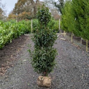 Portugal Laurel 160-180cm (5'3"- 5'11")