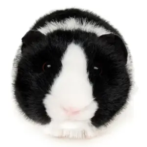 Uni Toys T90203A-BL Guinea Pig Black and White 21cm Fluffy Rodent Plush Toy