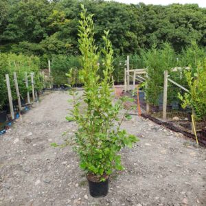Griselinia littoralis 140-160cm (4'7"-5'3")