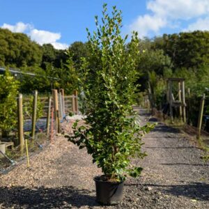 Griselinia littoralis 260-280cm (8'6"-9'2")