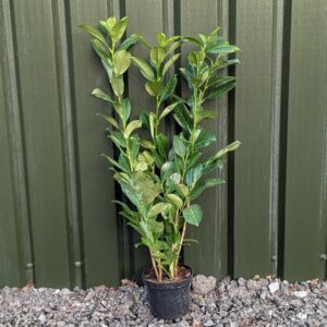 Laurel Hedging Plants 80-100cm (2'7"-3'3")
