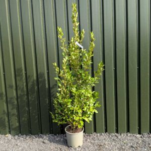 Griselinia littoralis 180-200cm (5'10"-6'6")