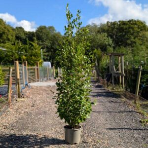 Griselinia littoralis 200-220cm (6'6"-7'3")