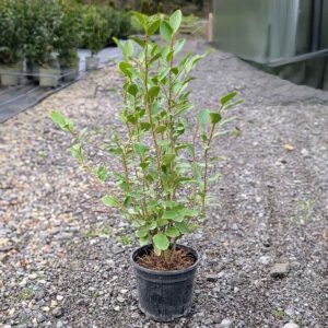 Griselinia littoralis 60-80cm (2'0"-2'7")