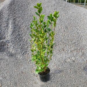 Griselinia littoralis 80-100cm (2'7"-3'3")