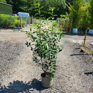 Portugal Laurel 120-140cm (4'0"-4'7")